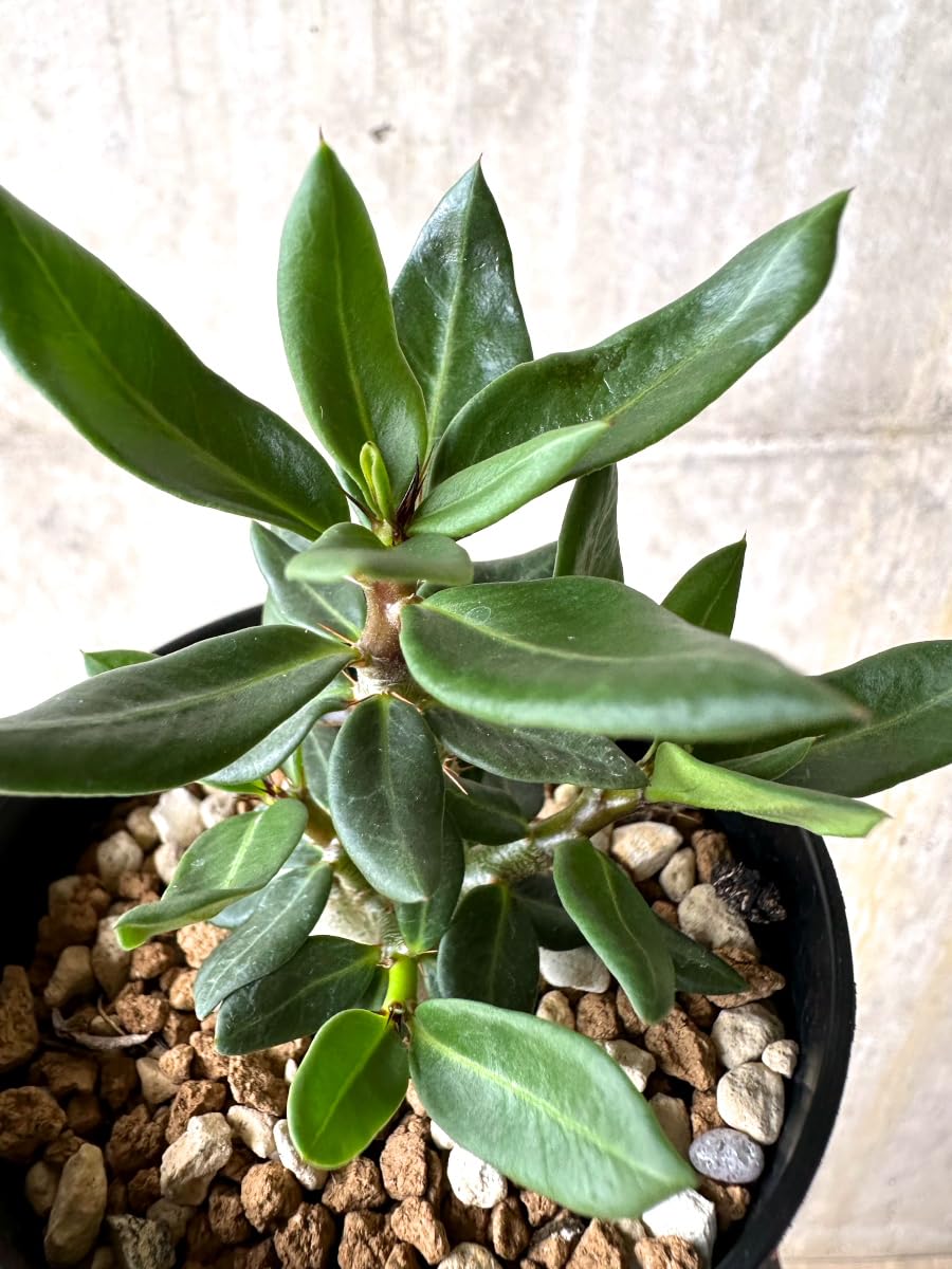 Amazon｜【現品限り】パキポディウム・ビスピノーサム【L54